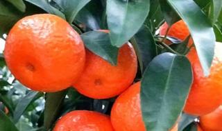 红美人柑橘在云南种的好吗 红美人柑橘树苗