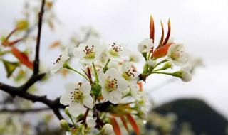 桃花杏花梨花的开花顺序是啥 梨花几月份开花